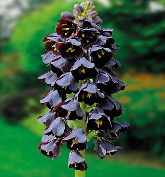 découvrez la fritillaire, une plante à bulbe élégante aux fleurs originales en clochettes, idéale pour apporter une touche de couleur et d’originalité à votre jardin. conseils de culture, variétés et astuces pour réussir sa floraison.