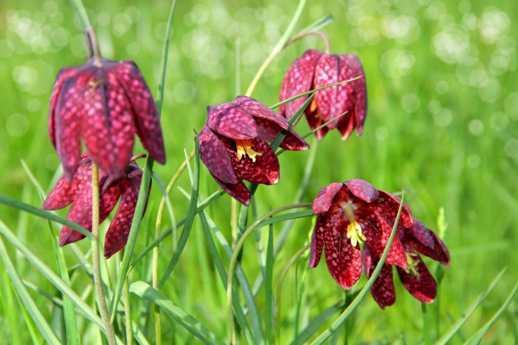 Fritillaire : Tout ce que vous devez savoir sur cette plante fascinante