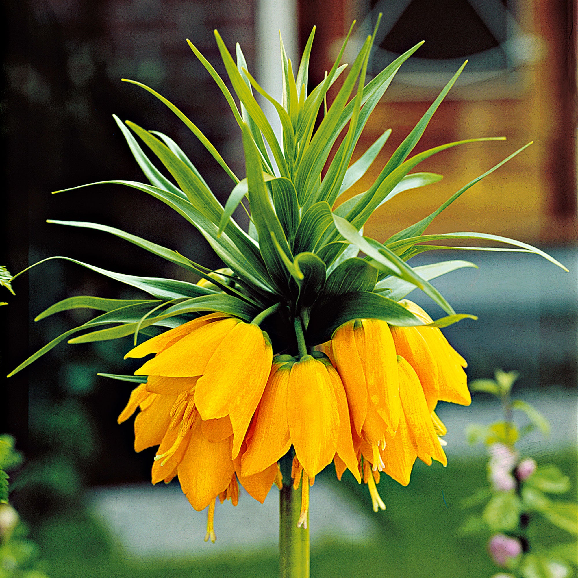 découvrez la fritillaire, une plante élégante à fleurs uniques en forme de cloche, parfaite pour égayer votre jardin au printemps. conseils de culture, variétés, et entretien.